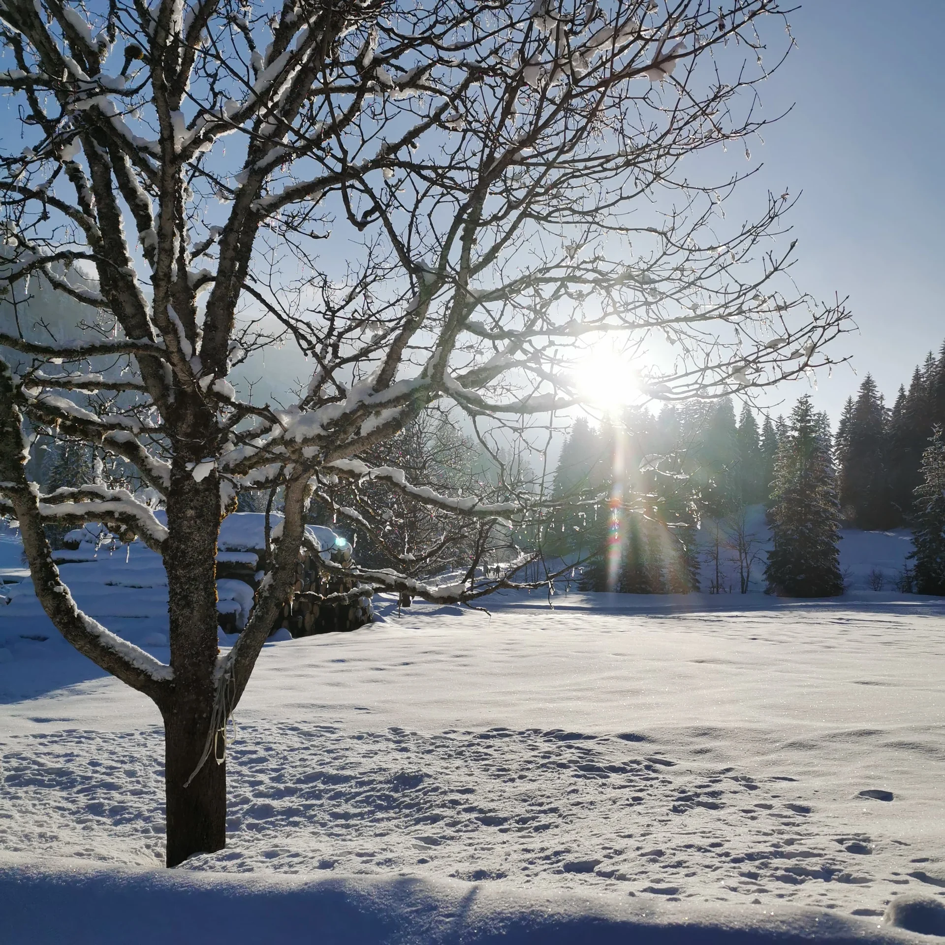 © DAVSinsheim