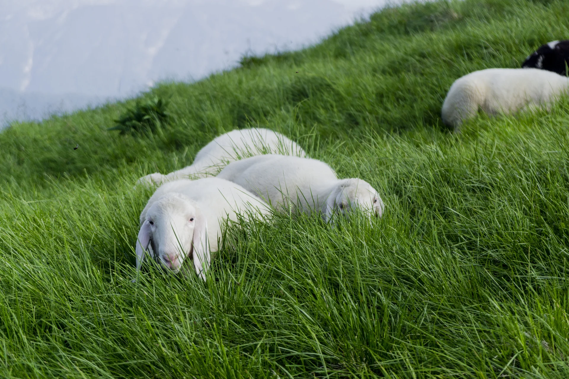 Schafe auf einer grünen Bergwiese | © DAV/Hans Herbig